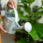 Effective Water Conservation Gardening Techniques