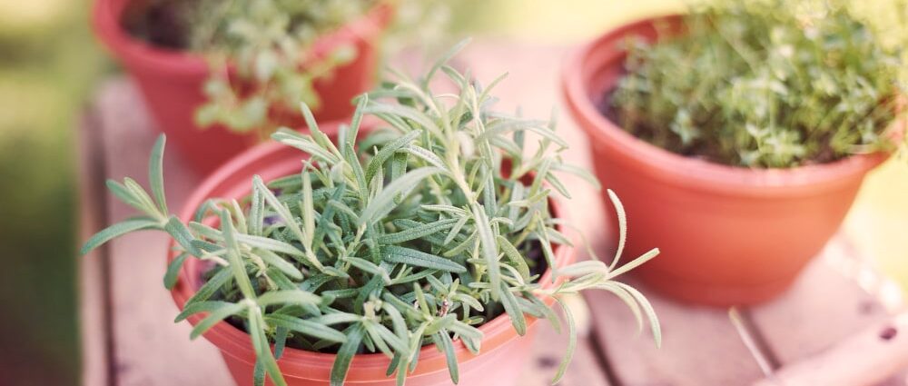 Growing Herbs Indoors